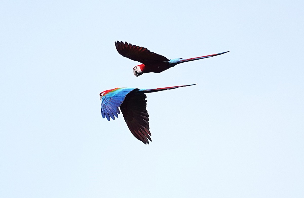 Red-and-green Macaw - ML638192942