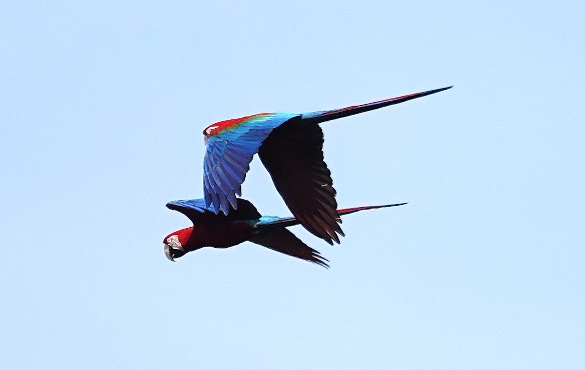 Red-and-green Macaw - ML638192943