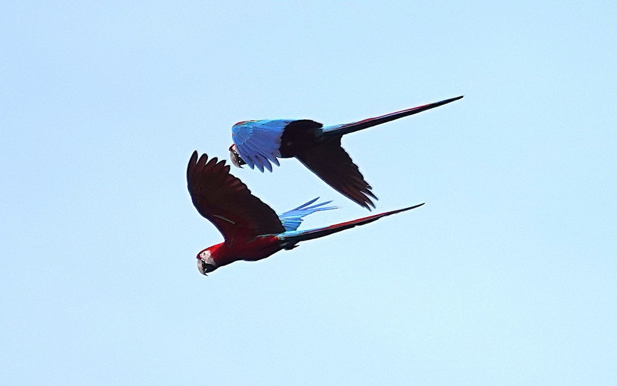 Red-and-green Macaw - ML638192944