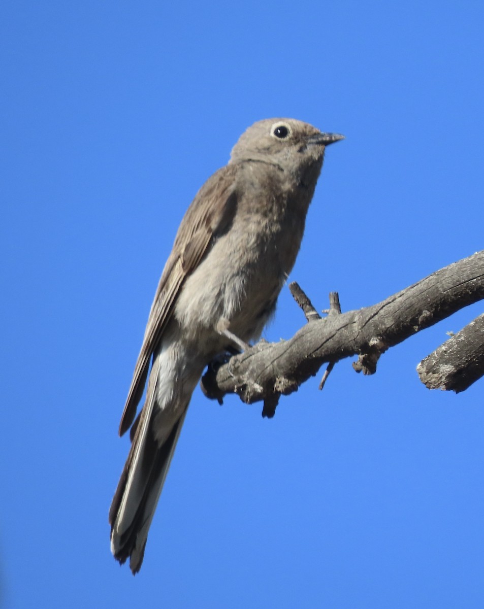 Townsend's Solitaire - ML638192945
