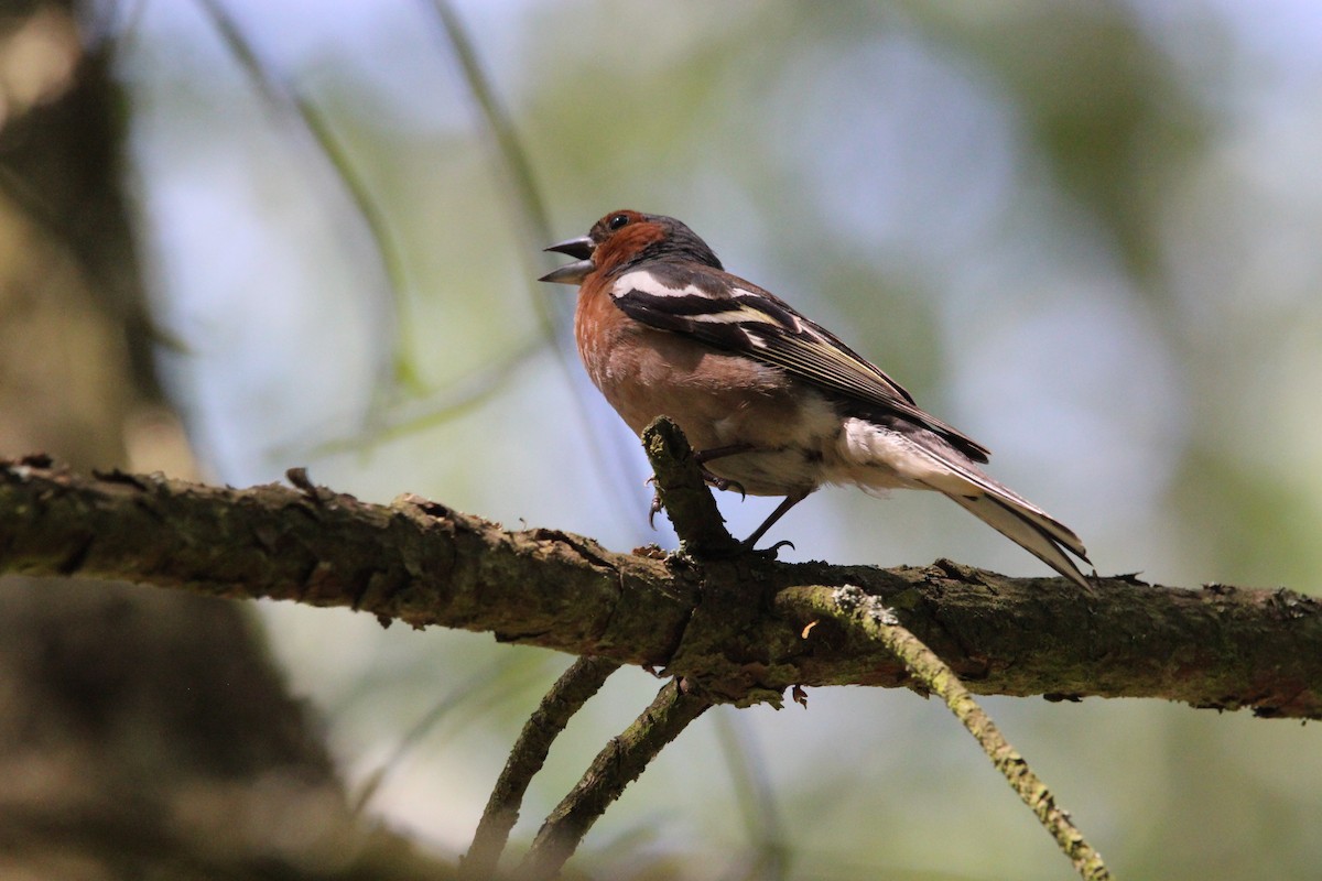 Common Chaffinch - ML638192947