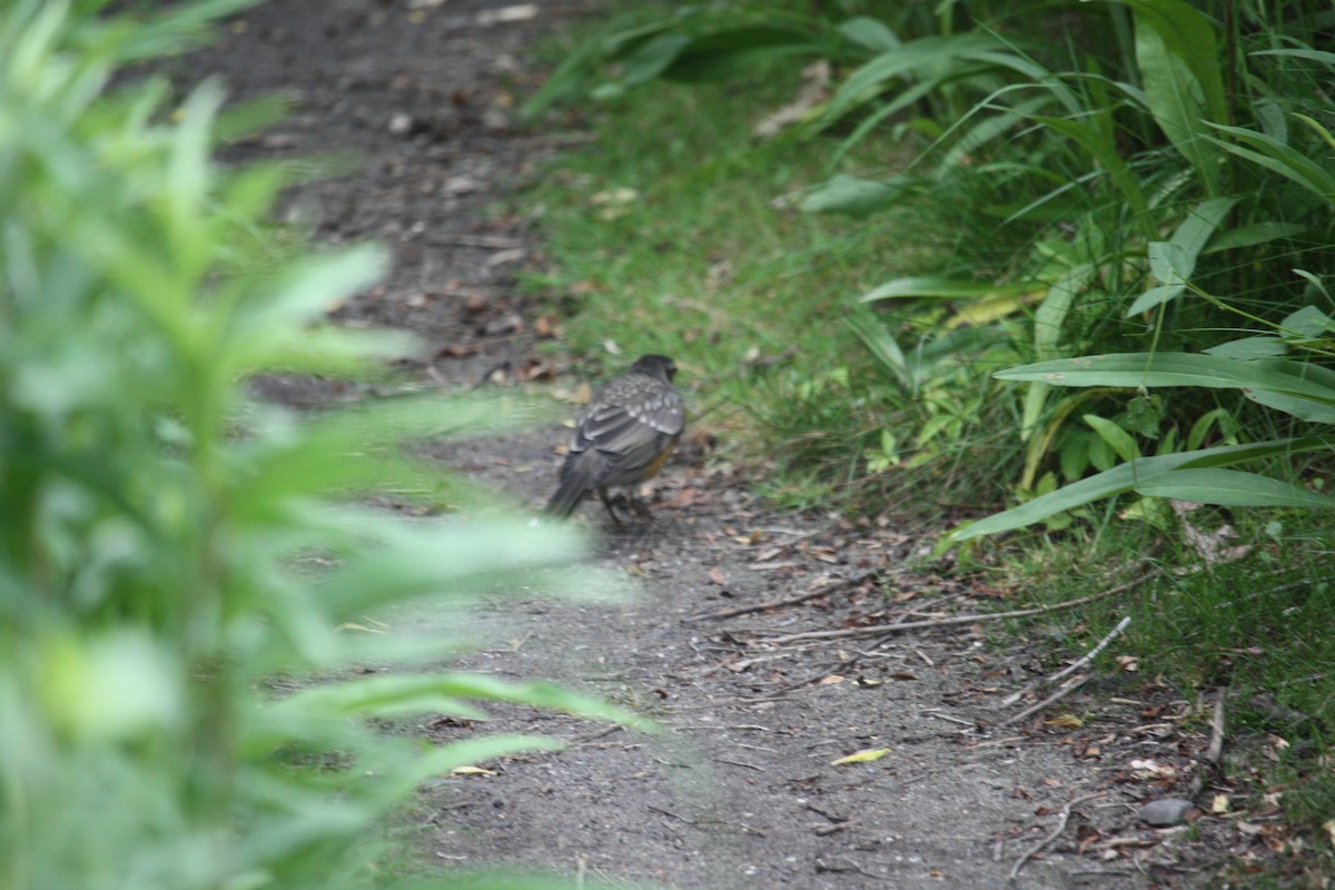 American Robin - ML638192948