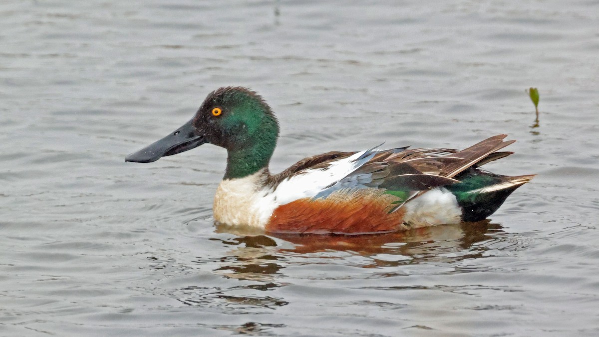 Northern Shoveler - ML638192949