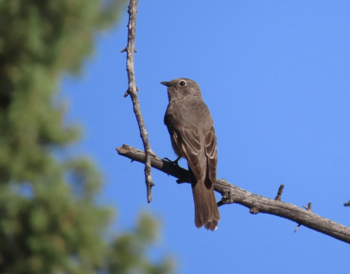 Townsend's Solitaire - ML638192950