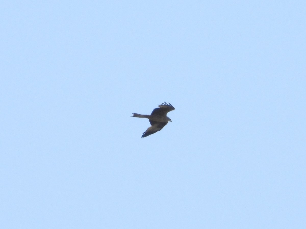 Black Kite - ML638192951
