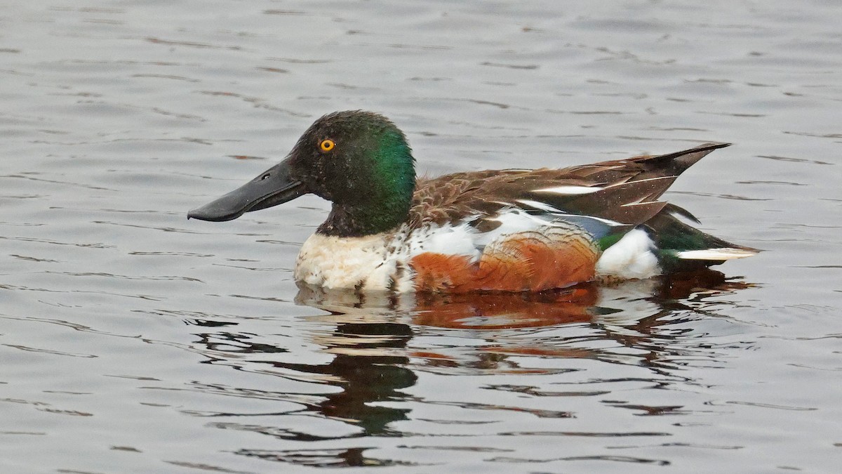 Northern Shoveler - ML638192952