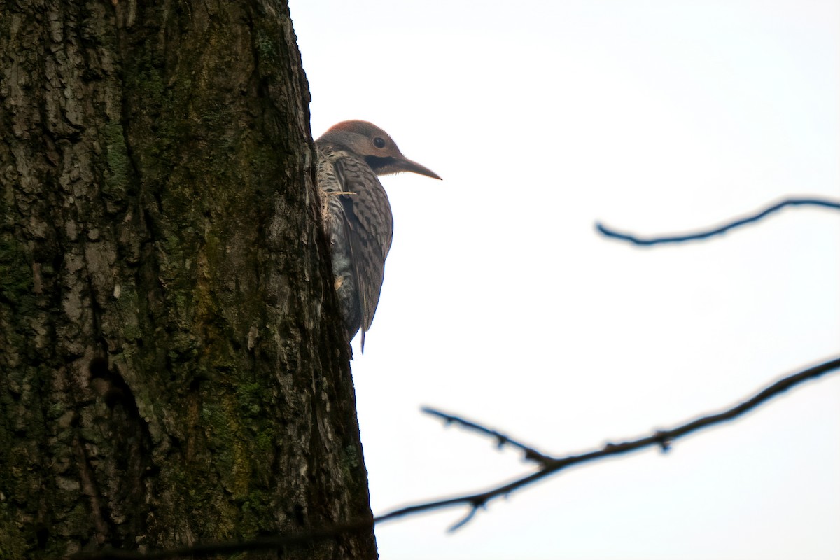 Northern Flicker - ML638192953