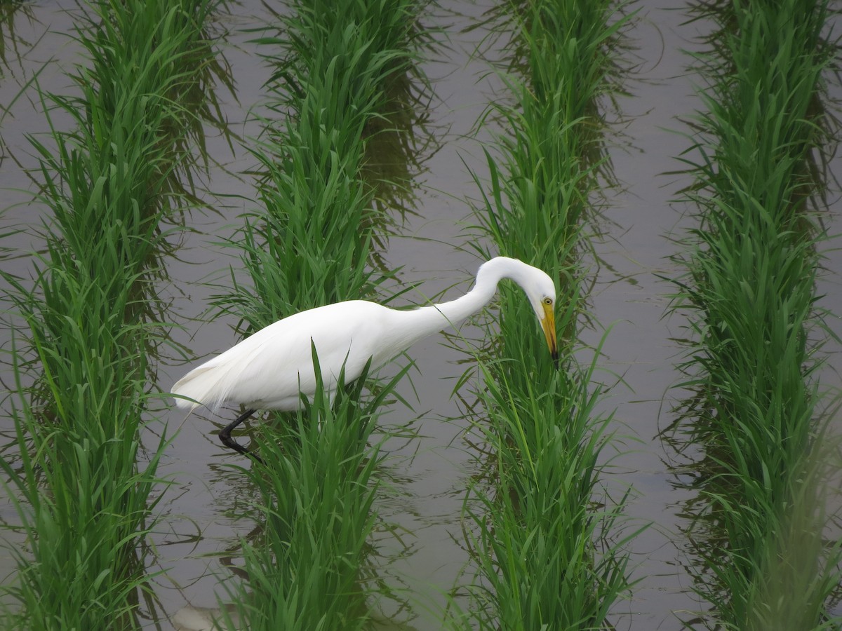 Medium Egret - ML638192954