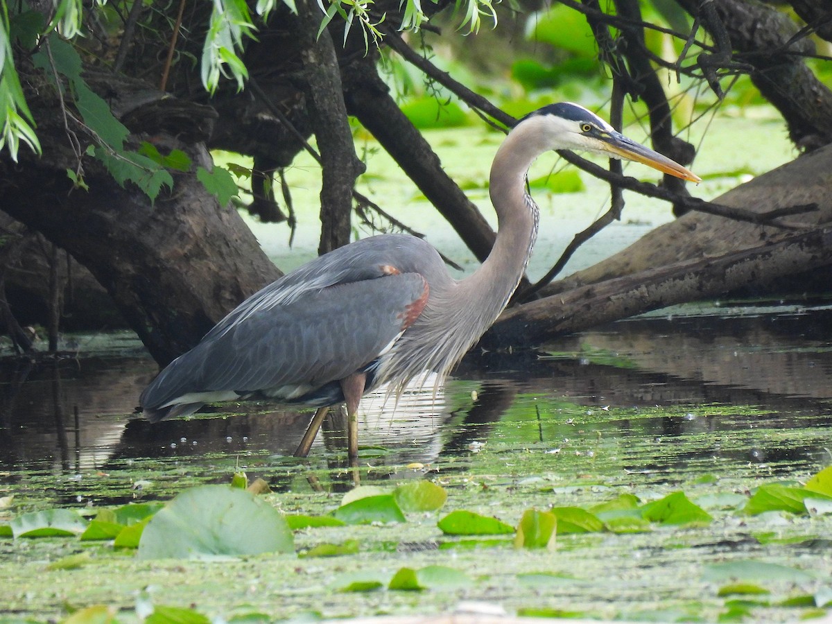Great Blue Heron - ML638192955