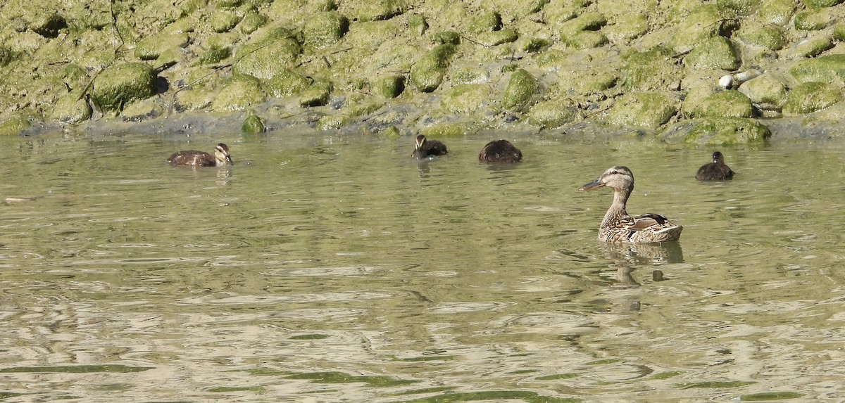 Mallard - ML638192956