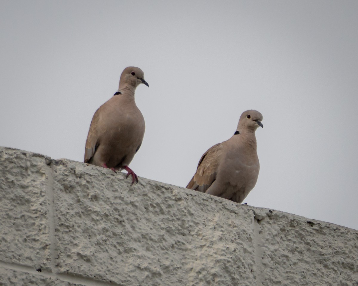 Eurasian Collared-Dove - ML638192957