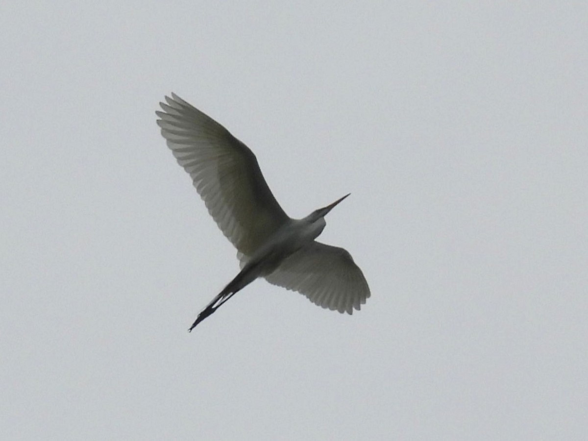 Great Egret - ML638192958