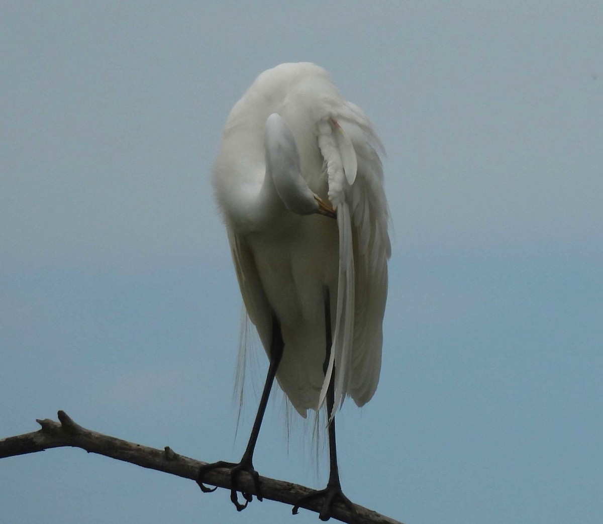 Great Egret - ML638192959