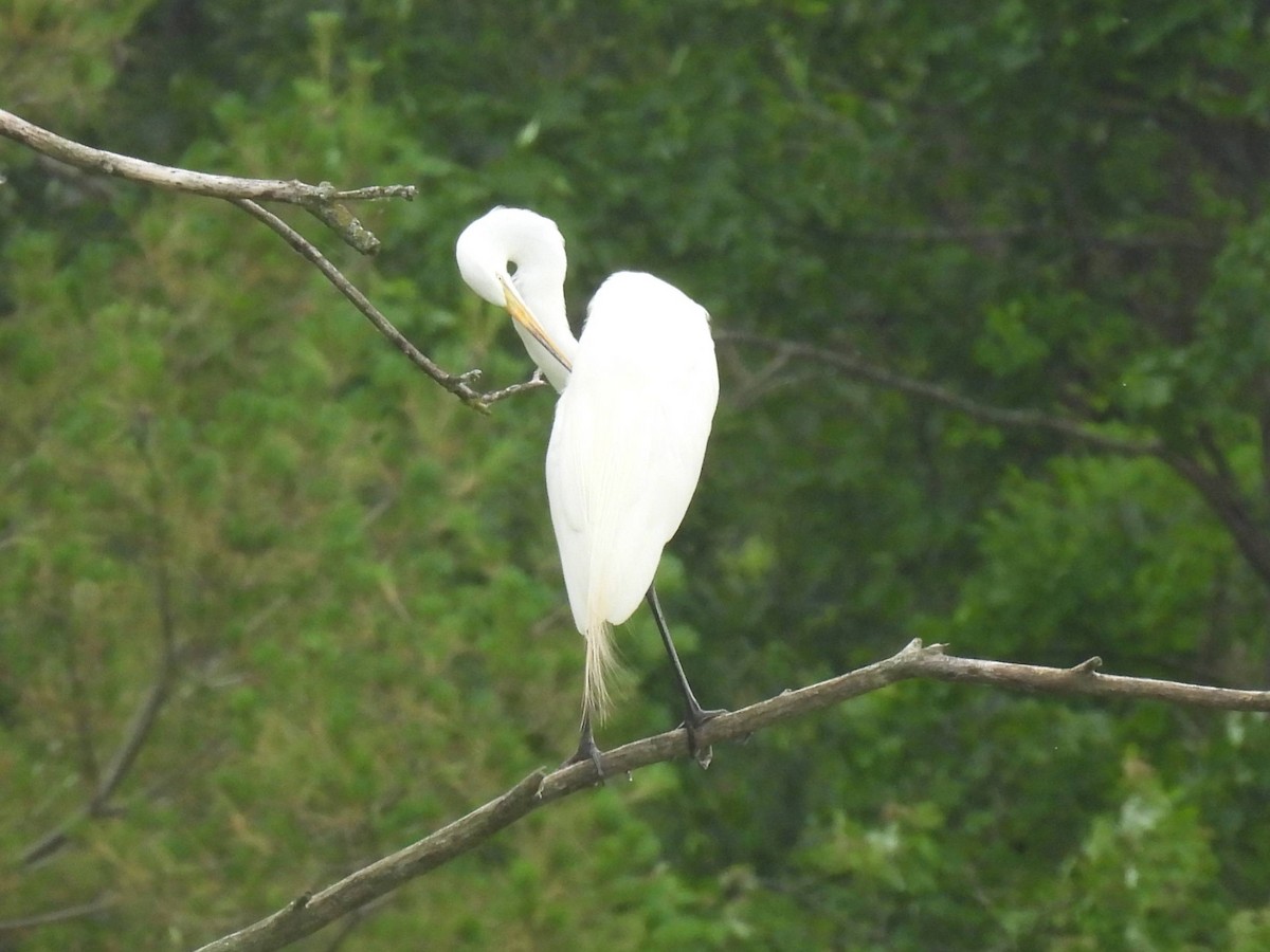 Great Egret - ML638192960