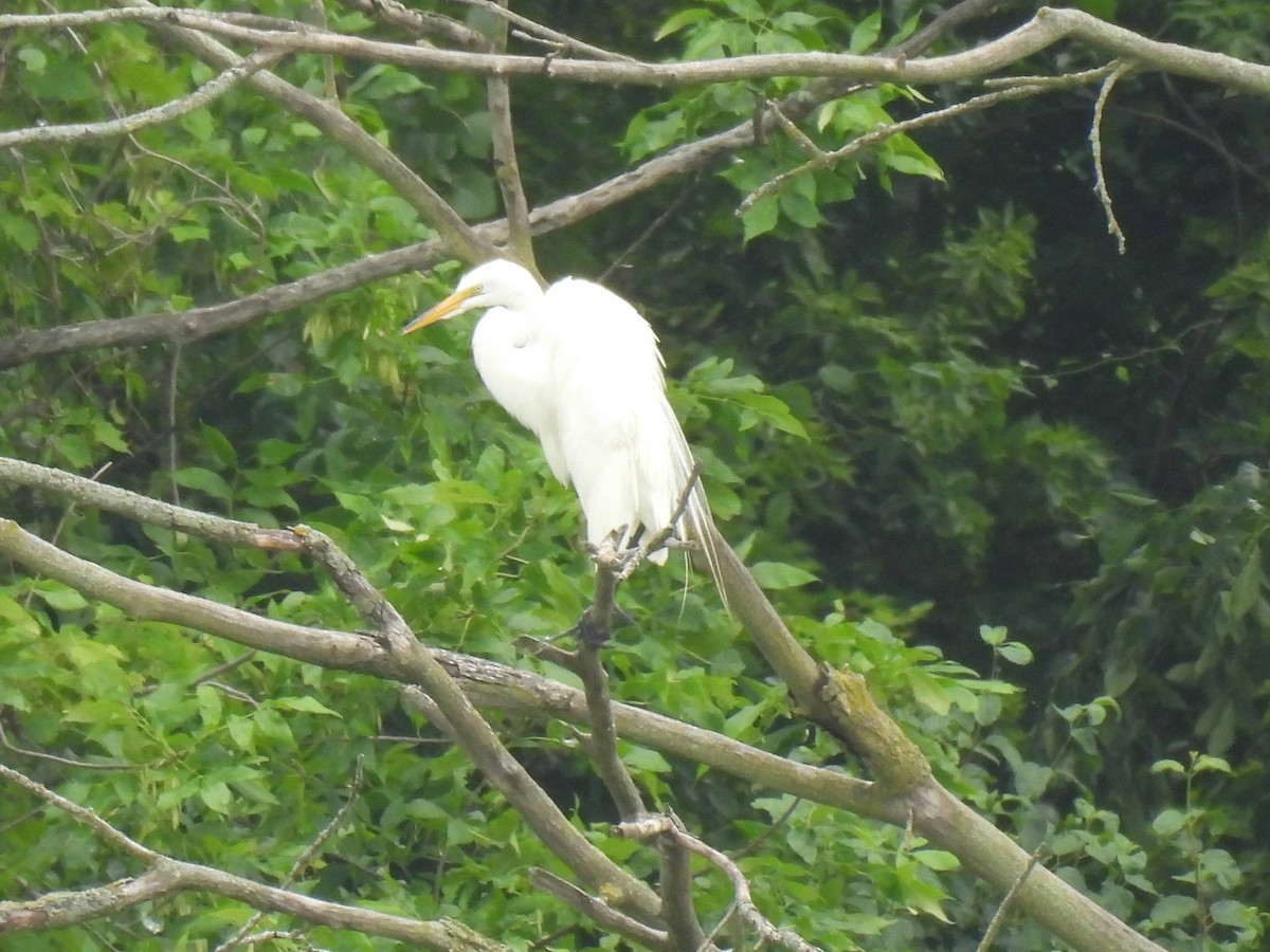 Great Egret - ML638192961