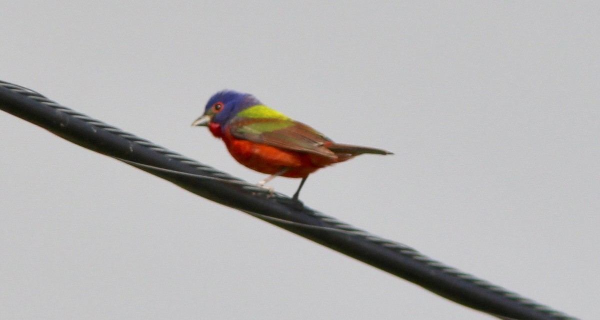 Painted Bunting - ML638192962