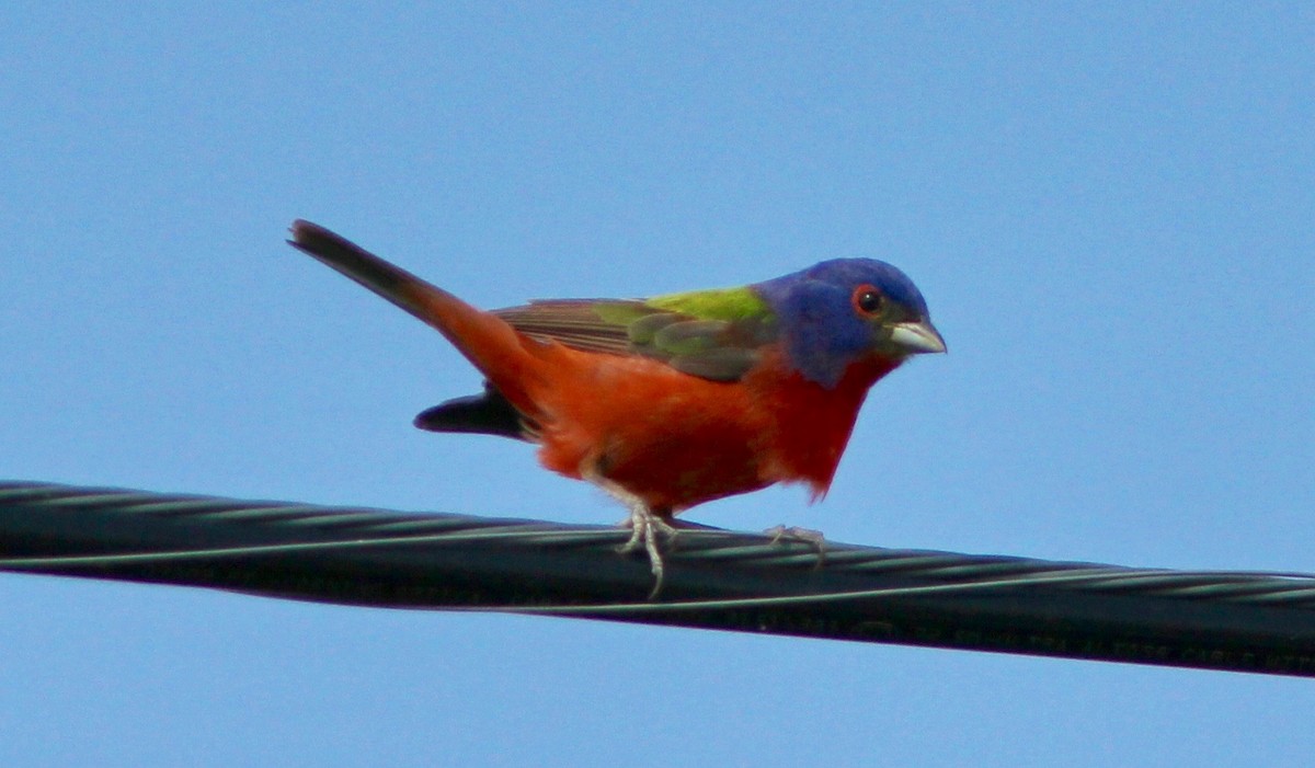 Painted Bunting - ML638192963