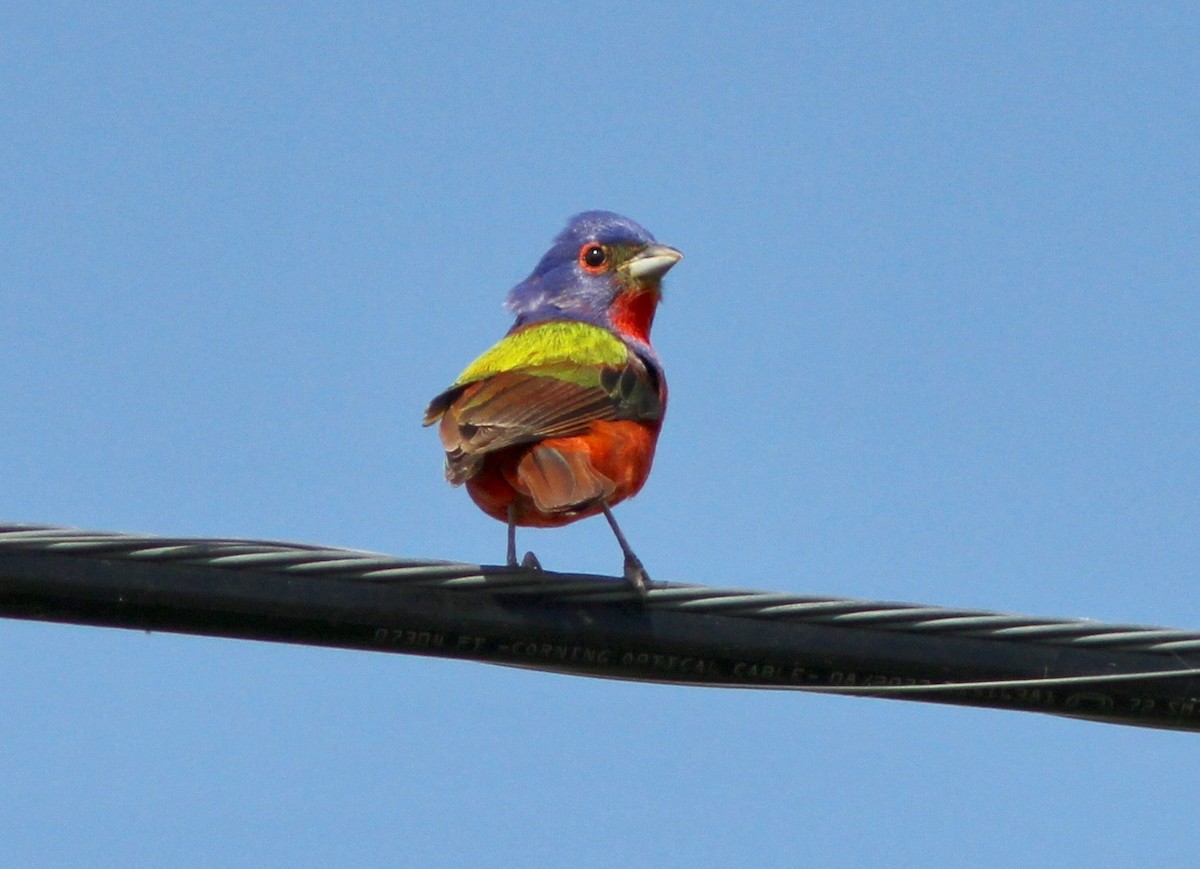 Painted Bunting - ML638192964