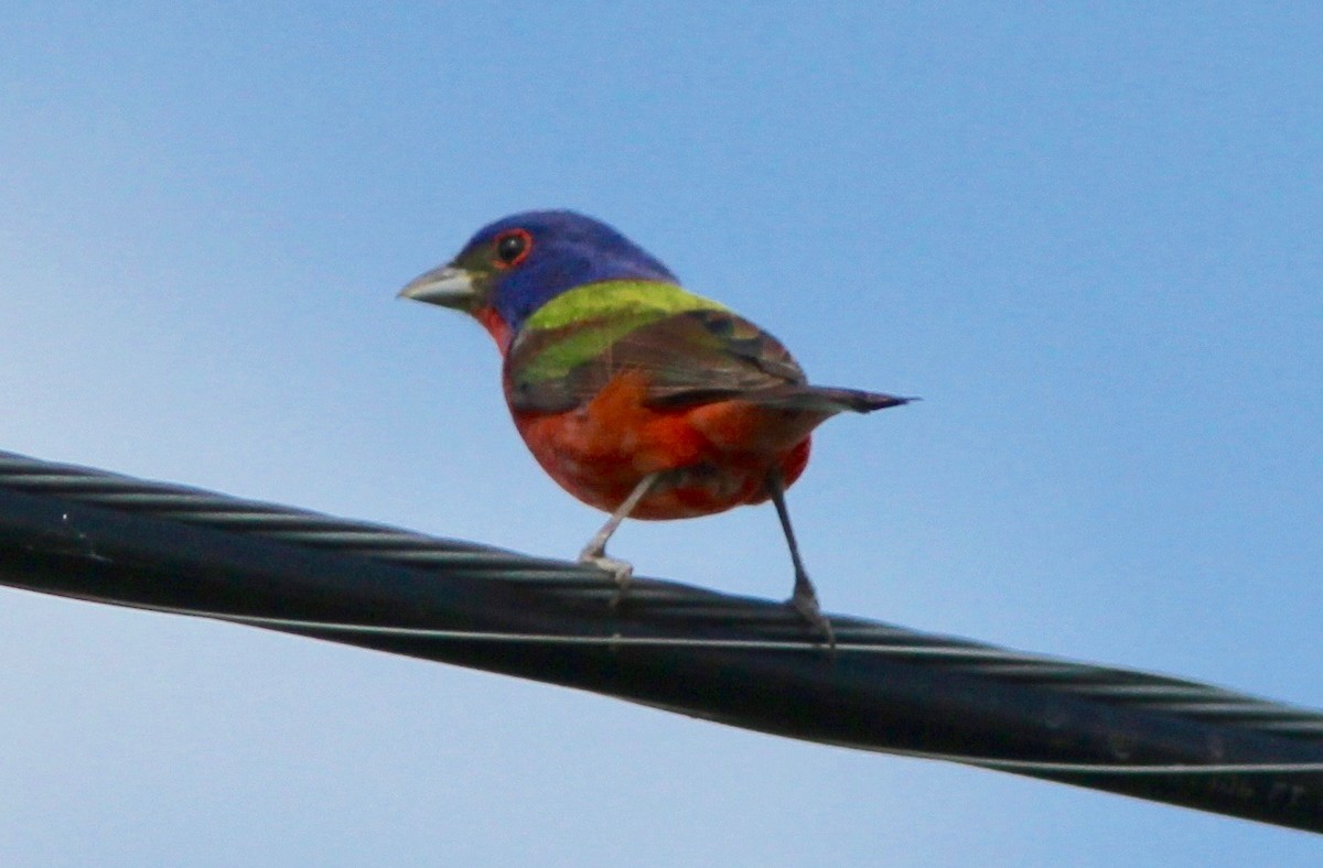 Painted Bunting - ML638192965