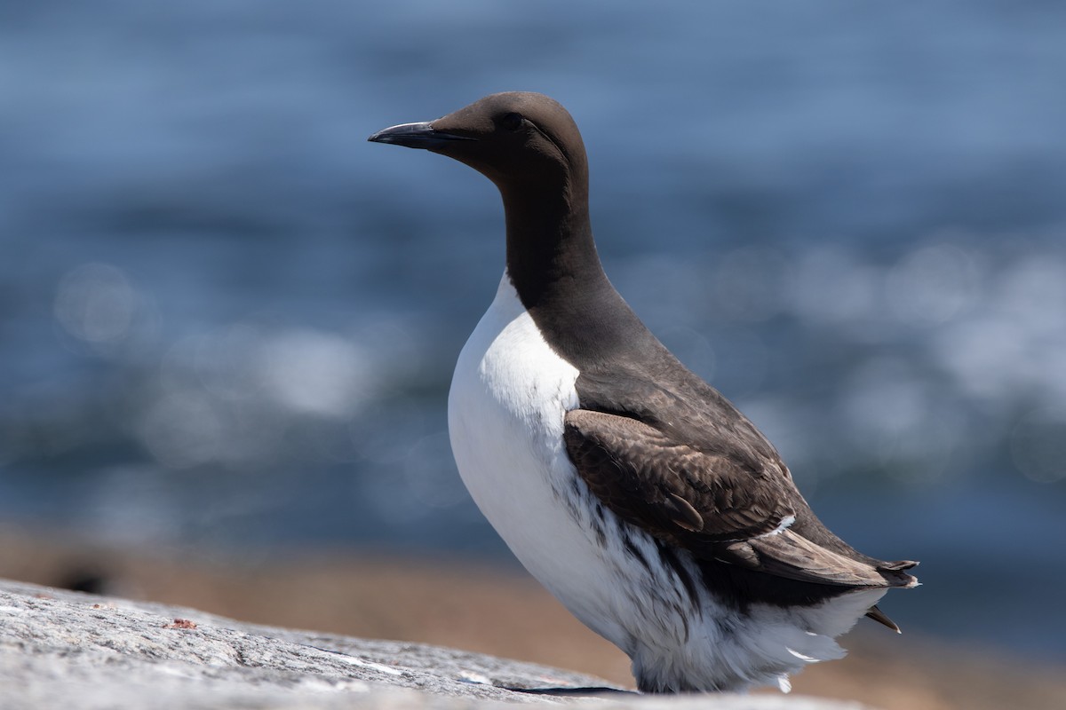 Guillemot marmette - ML638192980