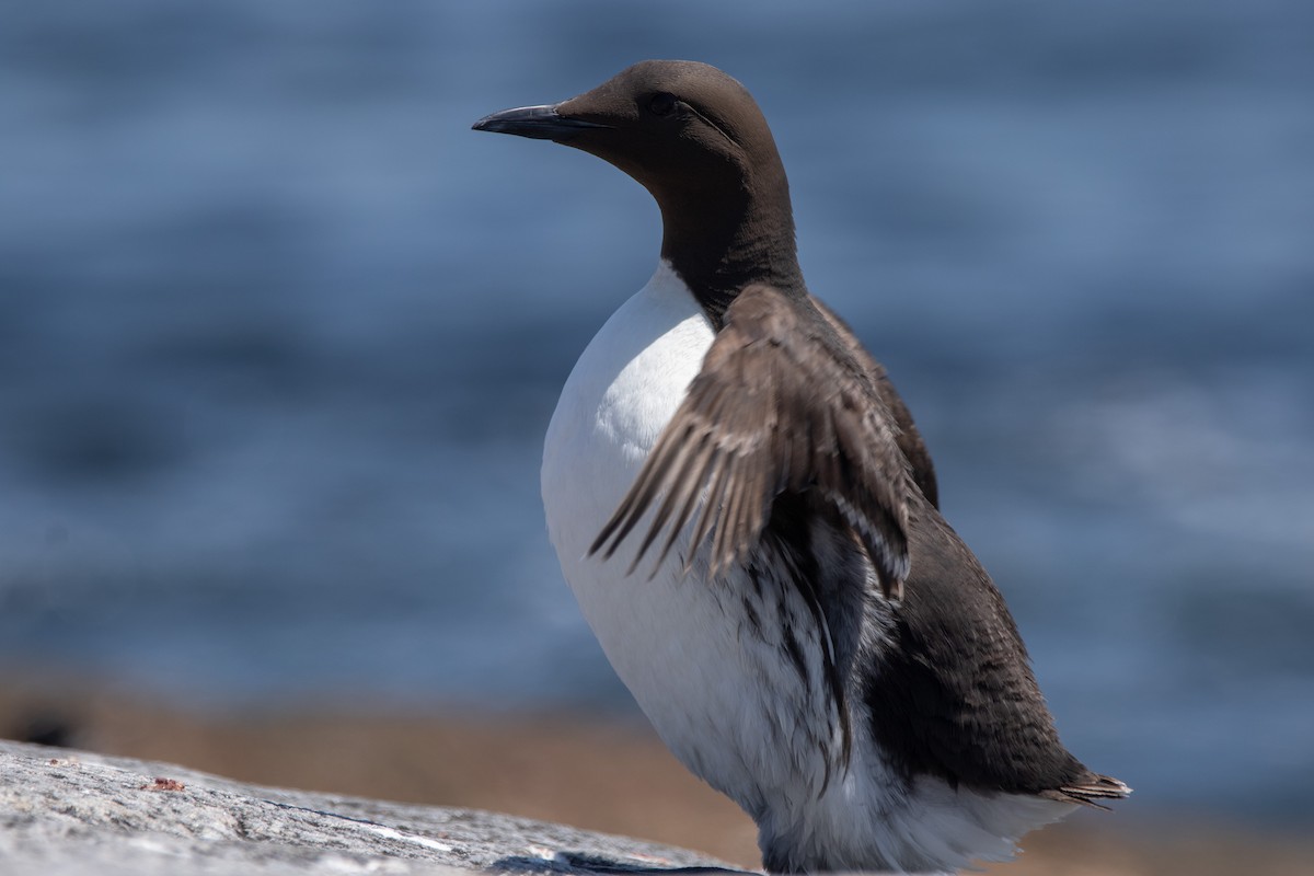 Guillemot marmette - ML638192981