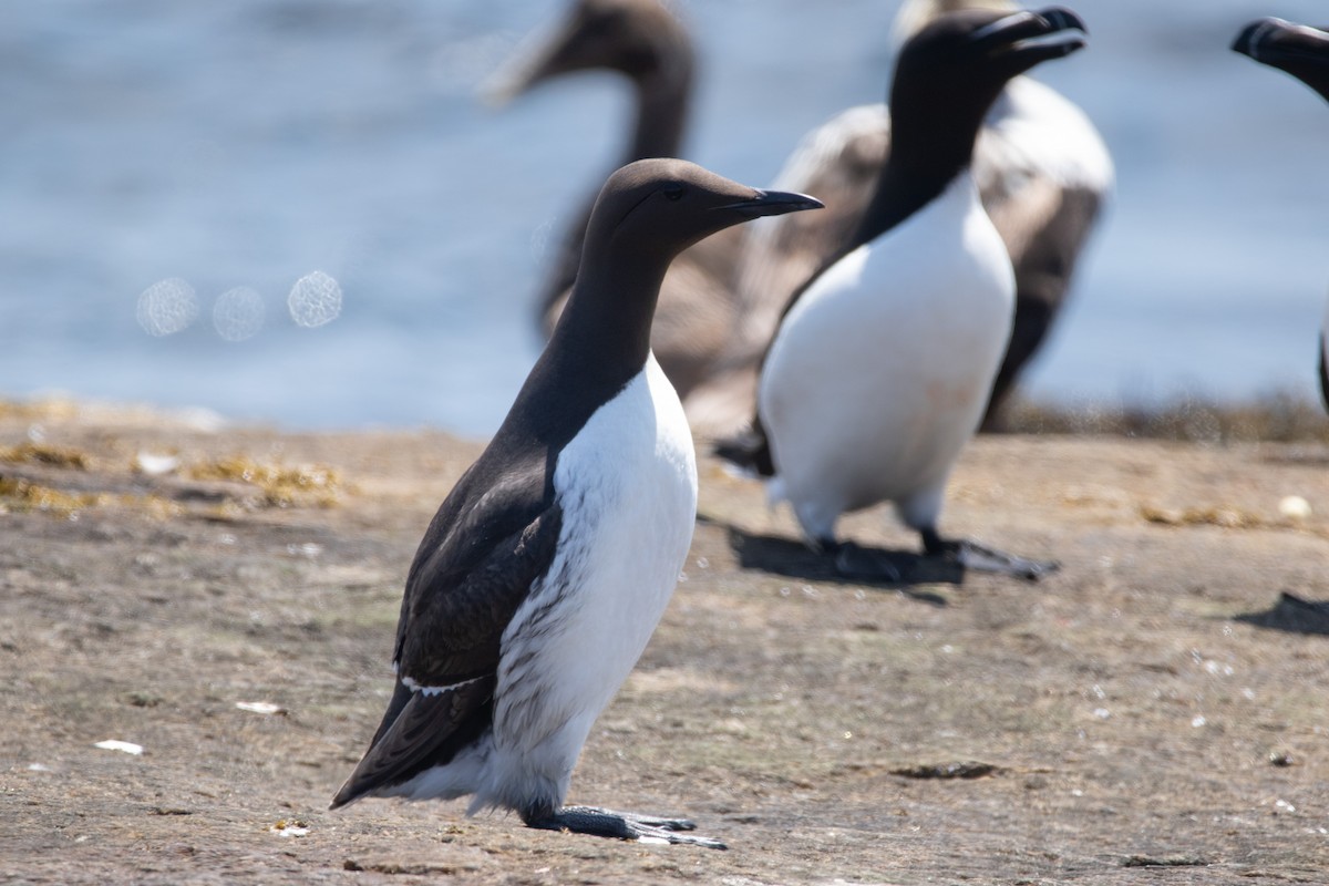 Guillemot marmette - ML638192983