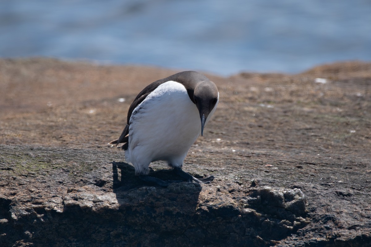 Guillemot marmette - ML638192985