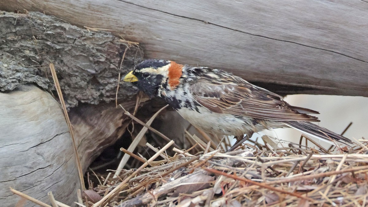 Lapland Longspur - ML638193043