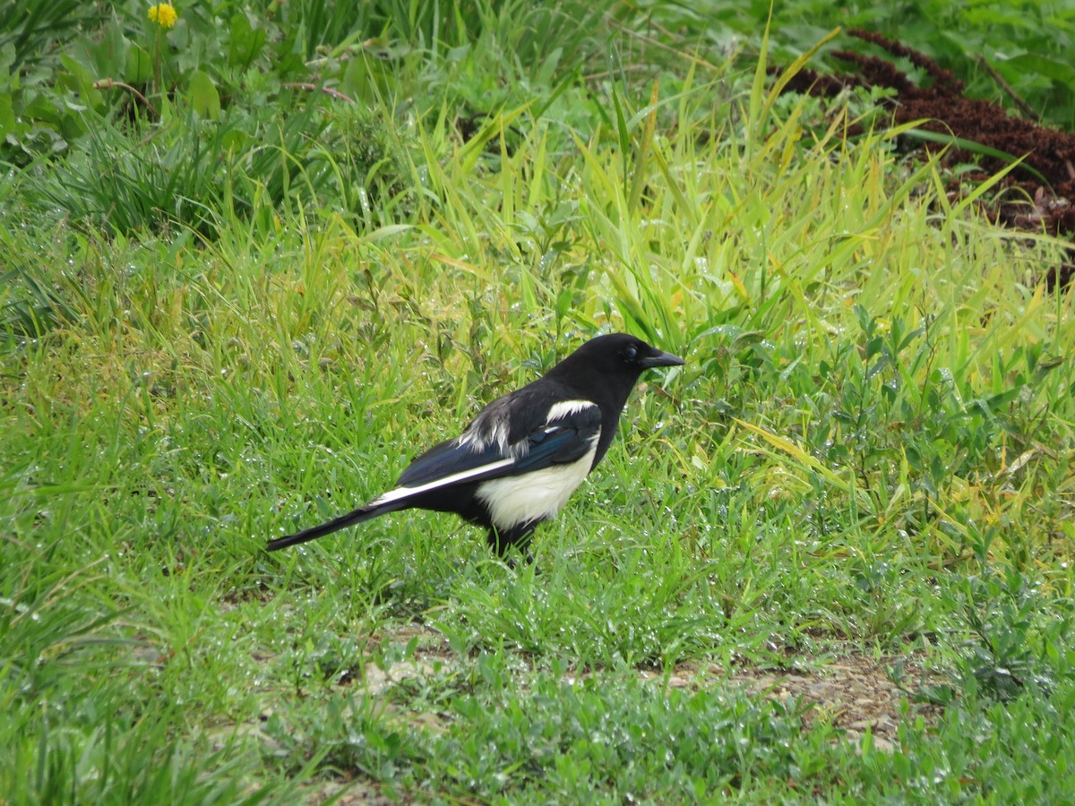 Oriental Magpie - ML638193046