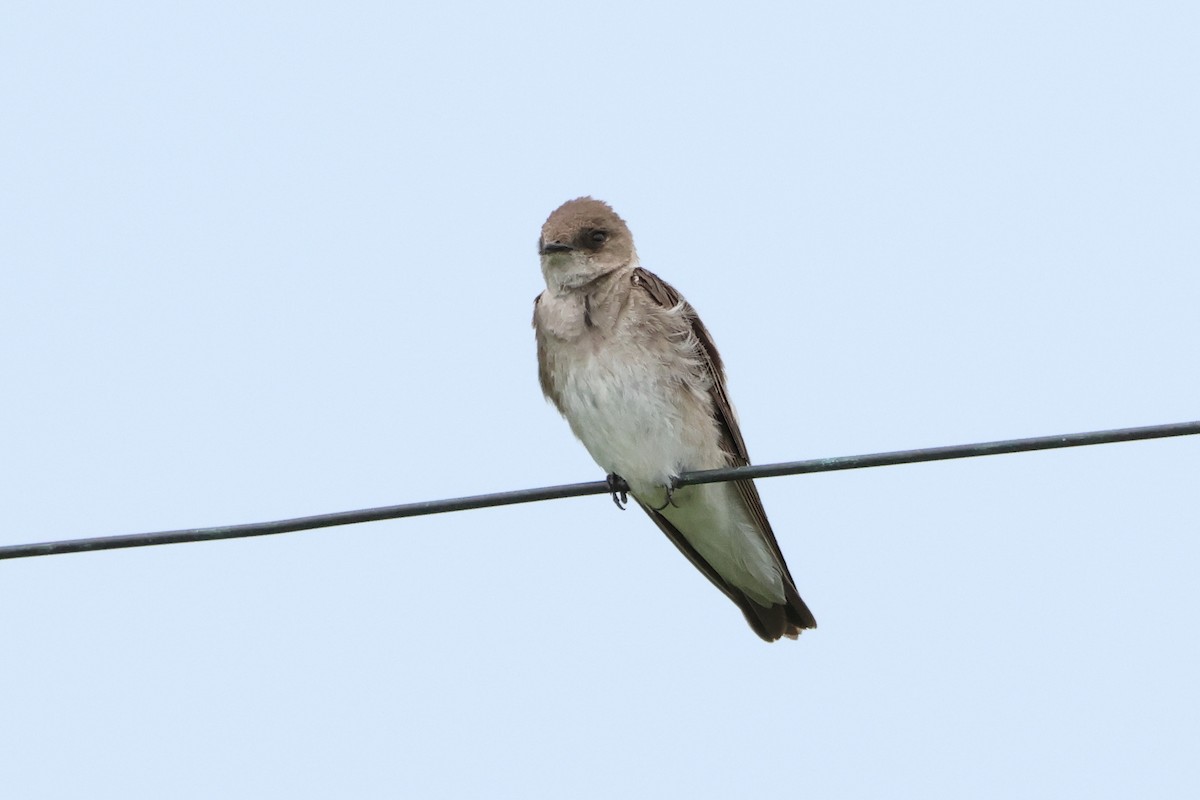 Northern Rough-winged Swallow - ML638193050