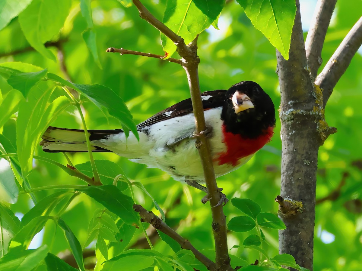Rose-breasted Grosbeak - ML638193054