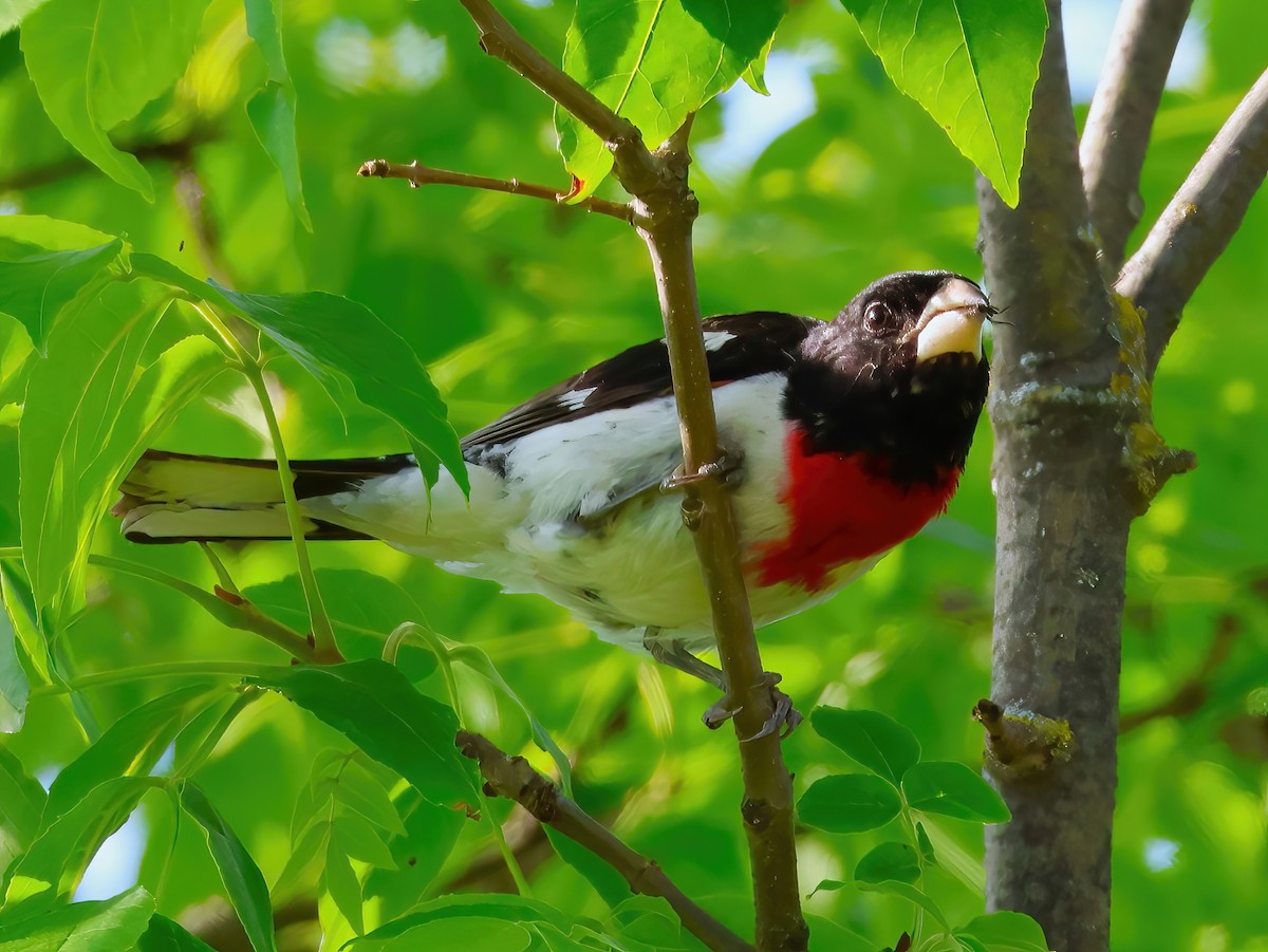 Rose-breasted Grosbeak - ML638193055
