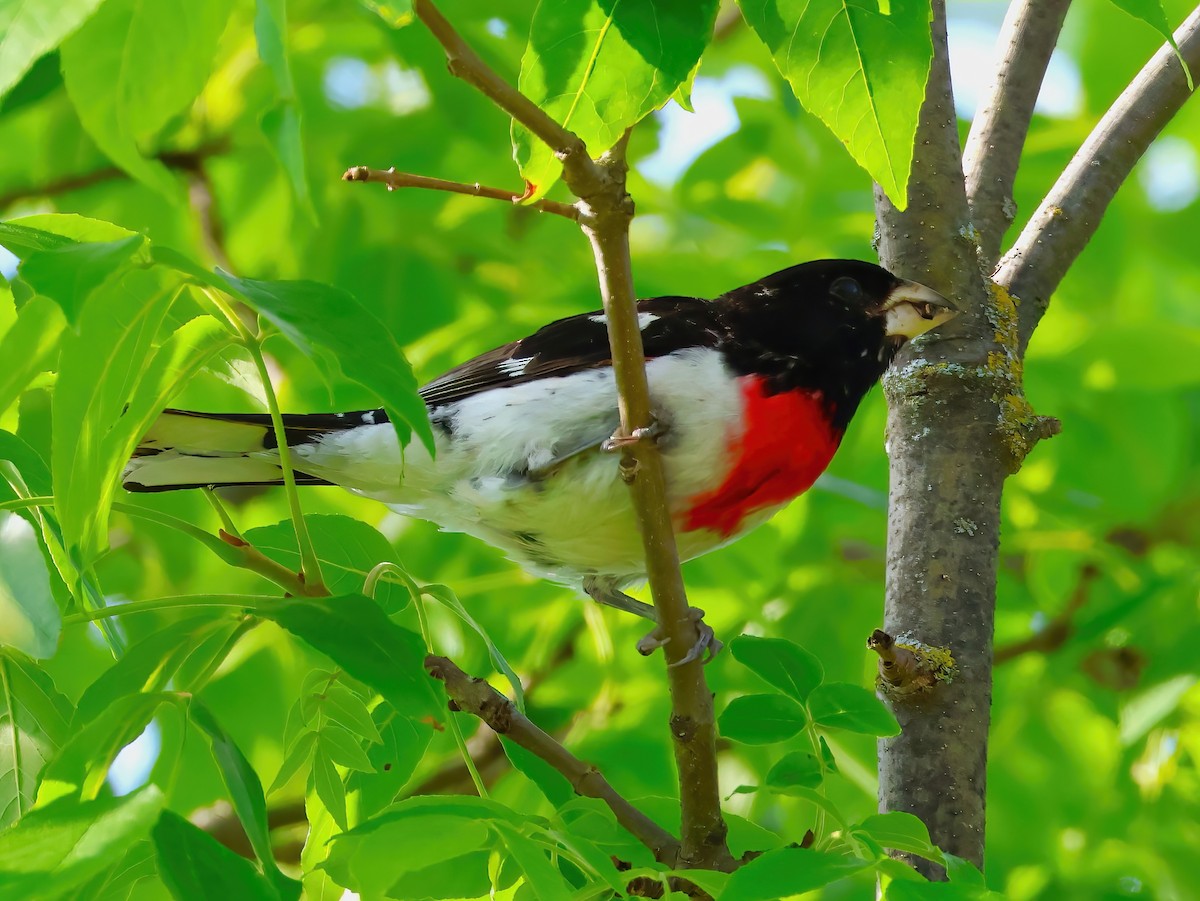 Rose-breasted Grosbeak - ML638193056