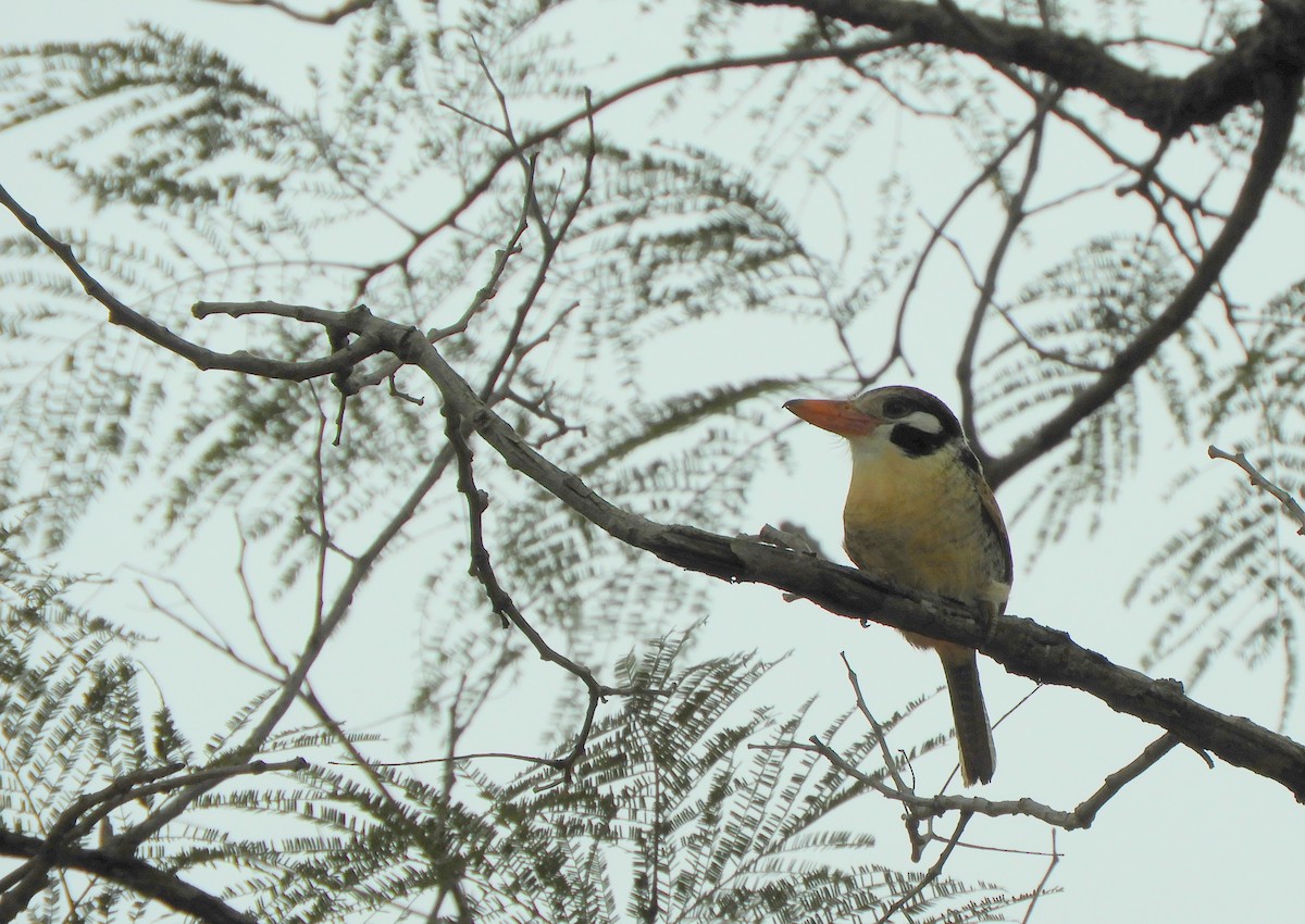 White-eared Puffbird - ML638193066