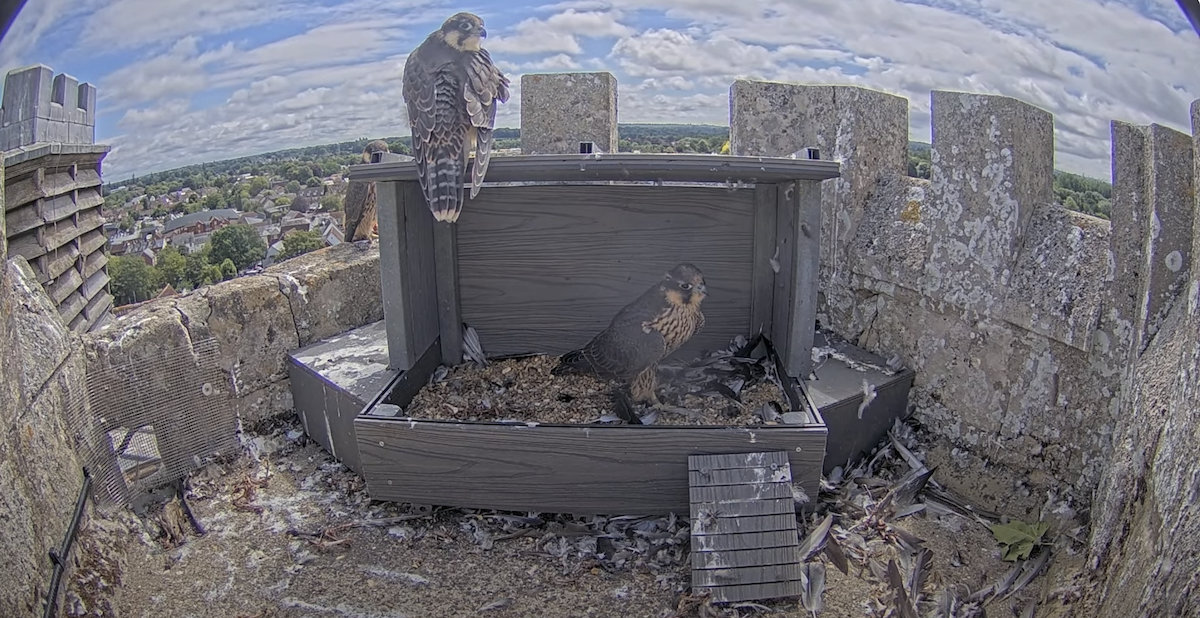 Peregrine Falcon - ML638193122