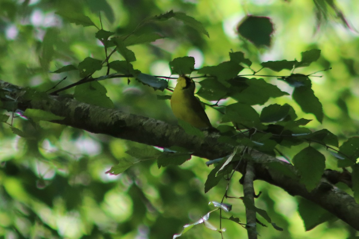 Kentucky Warbler - ML638193136