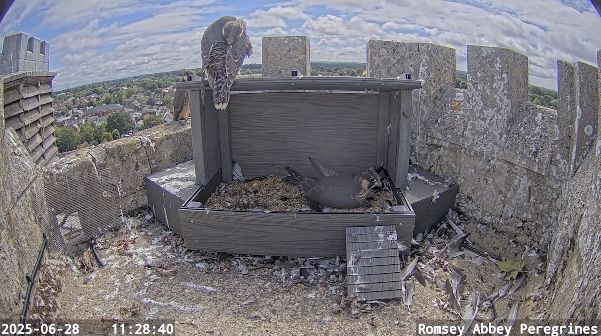 Peregrine Falcon - ML638193138