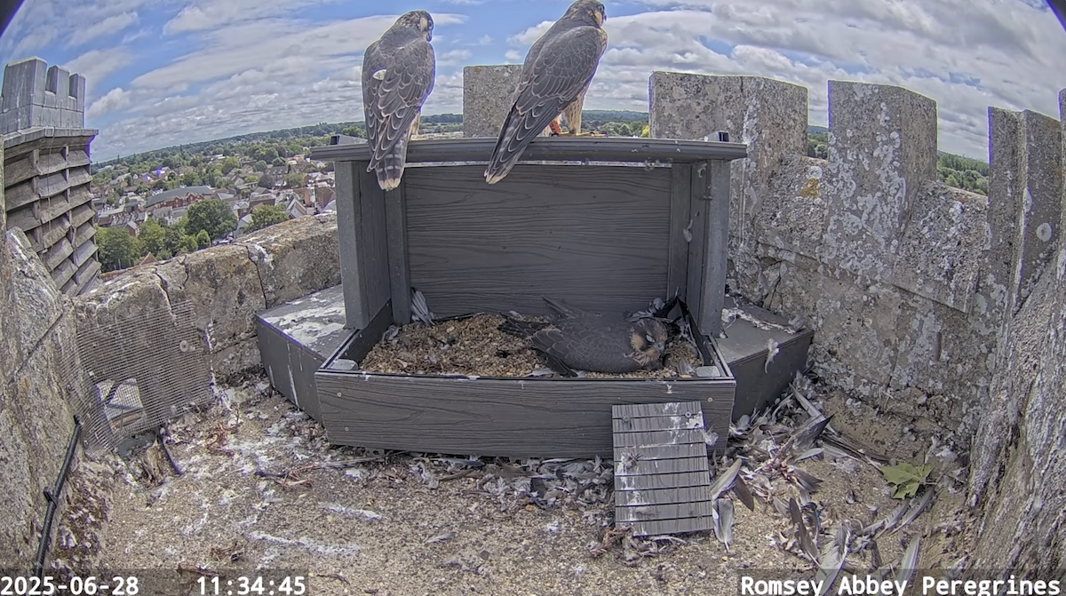 Peregrine Falcon - ML638193145