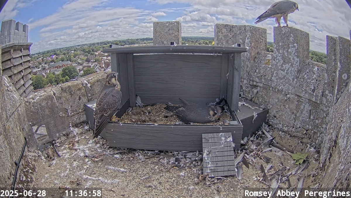 Peregrine Falcon - ML638193155