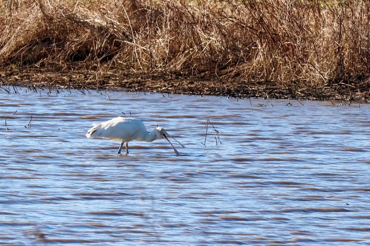 Yellow-billed Spoonbill - ML638193161