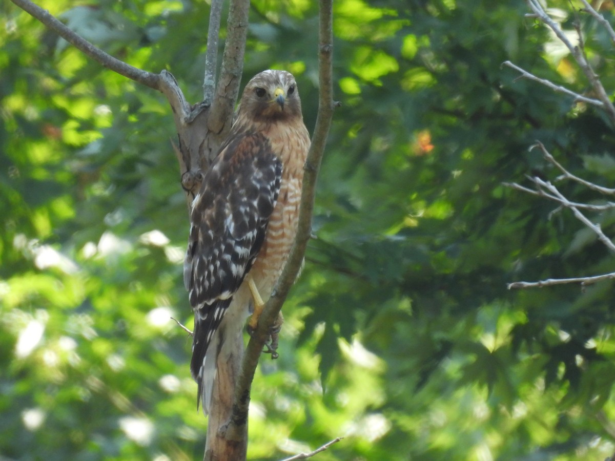 Red-shouldered Hawk - ML638193164