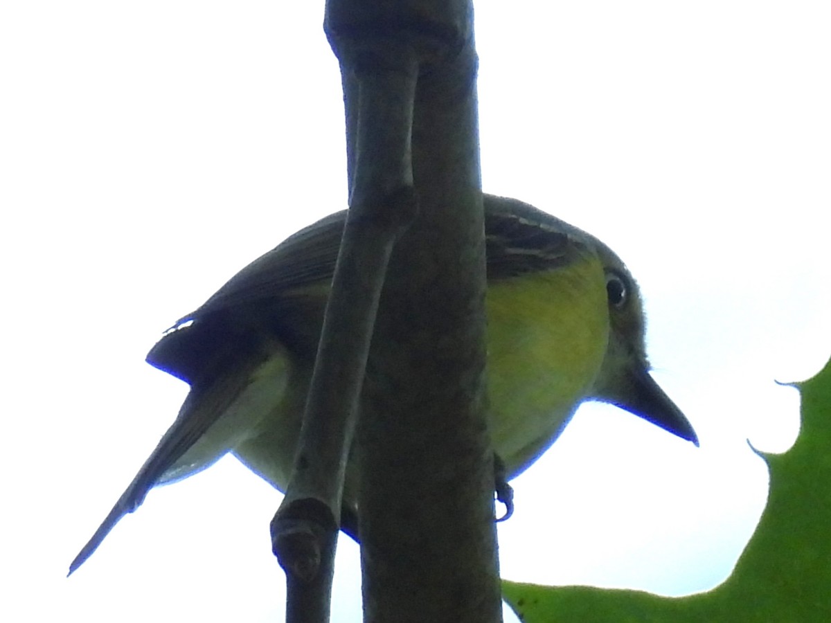White-eyed Vireo - ML638193173