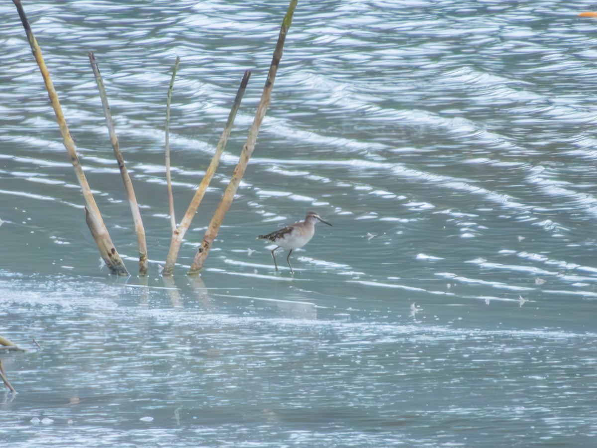 Wood Sandpiper - ML638193196