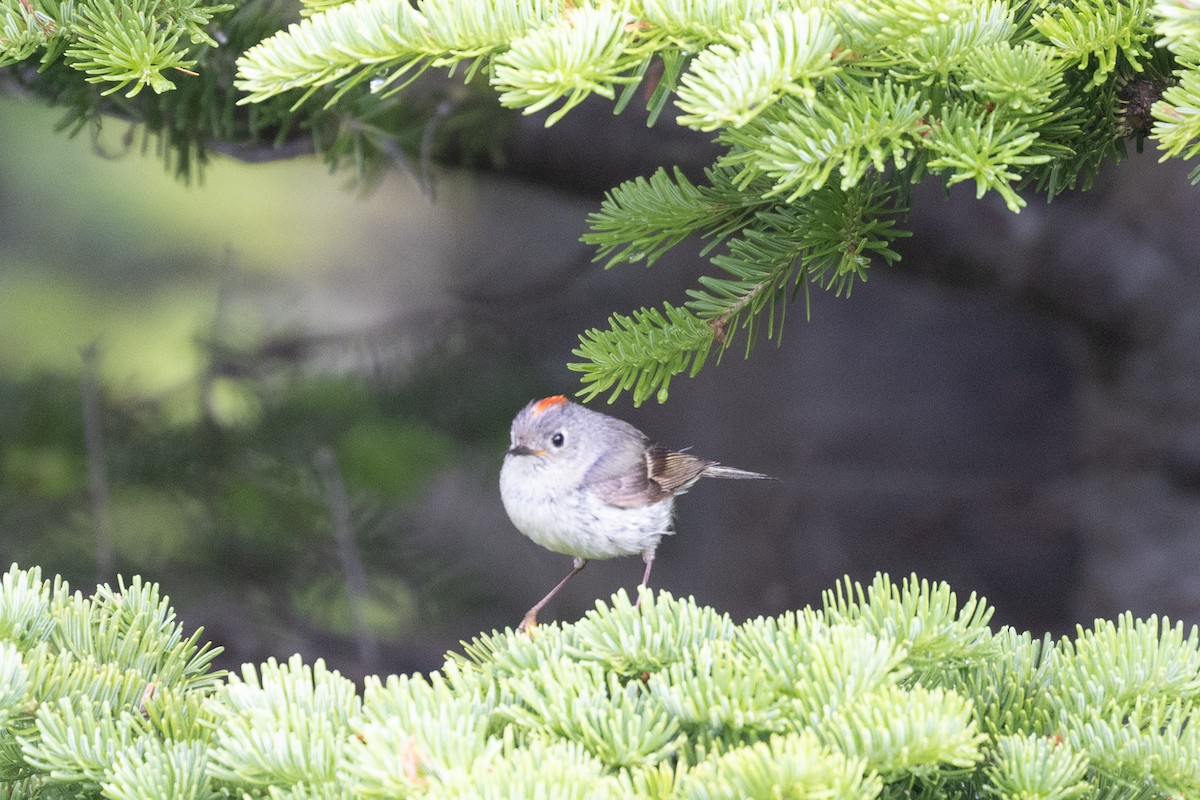 Ruby-crowned Kinglet - ML638193197