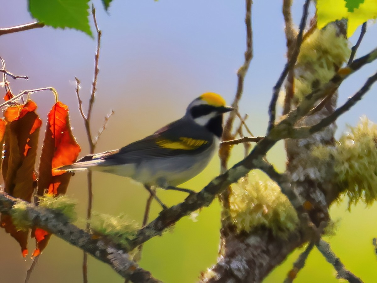 gullvingeparula - ML638193200