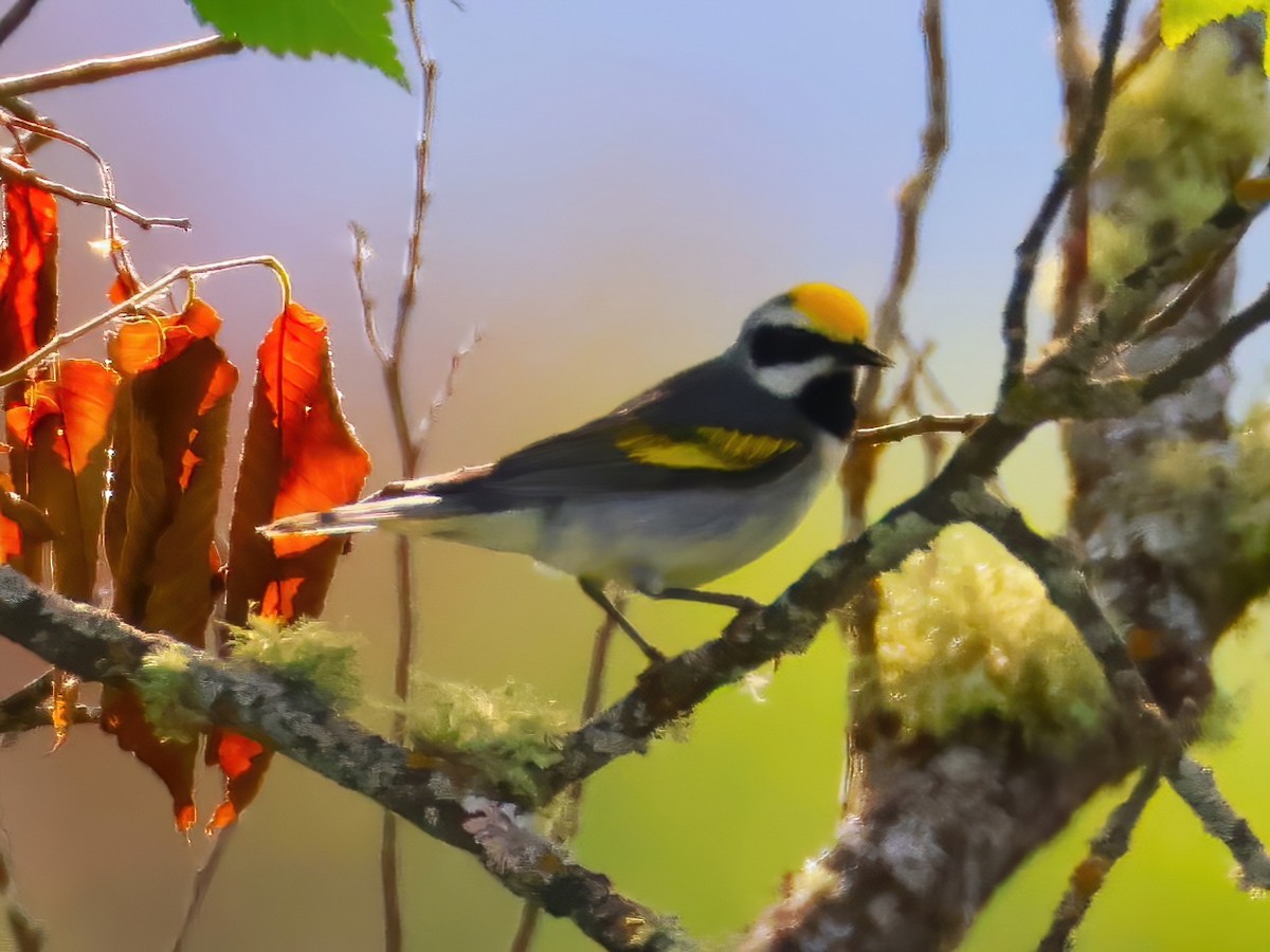 Goldflügel-Waldsänger - ML638193201