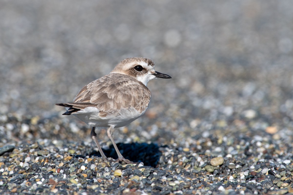 Snowy Plover - ML638193287