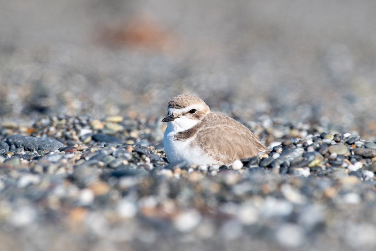 Snowy Plover - ML638193288