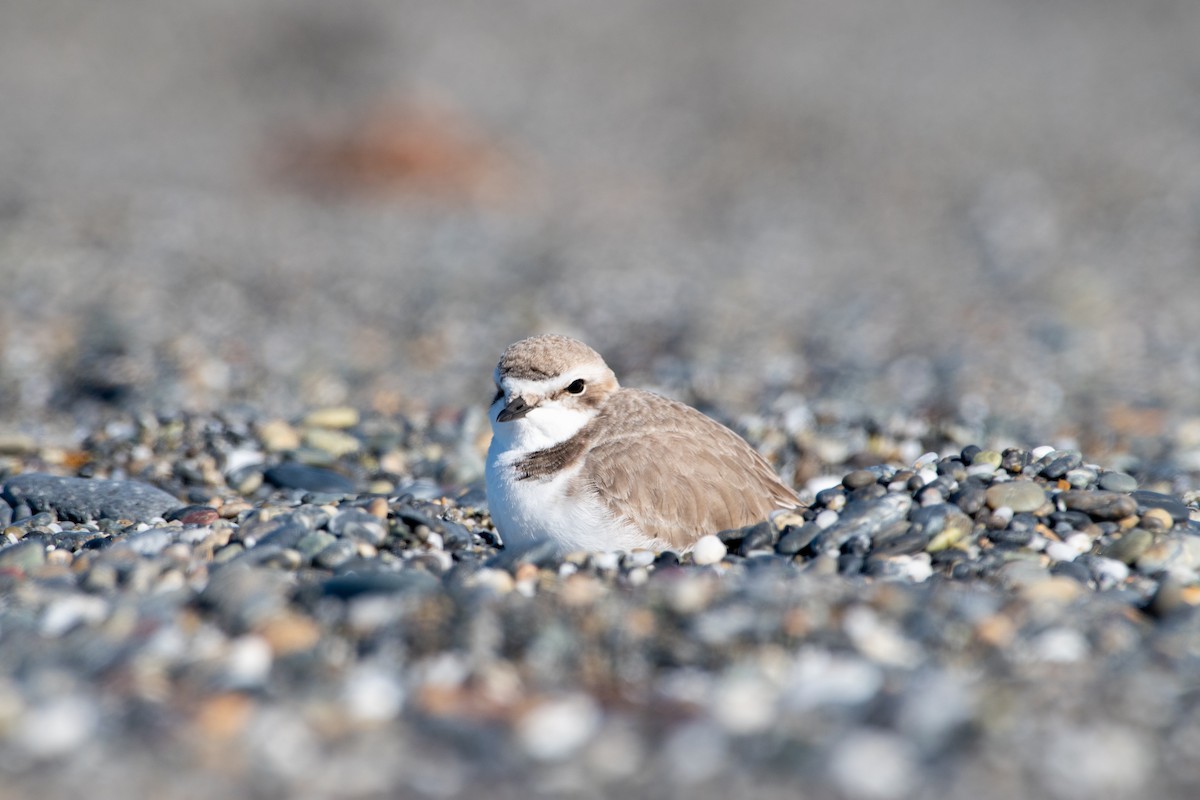 Snowy Plover - ML638193290