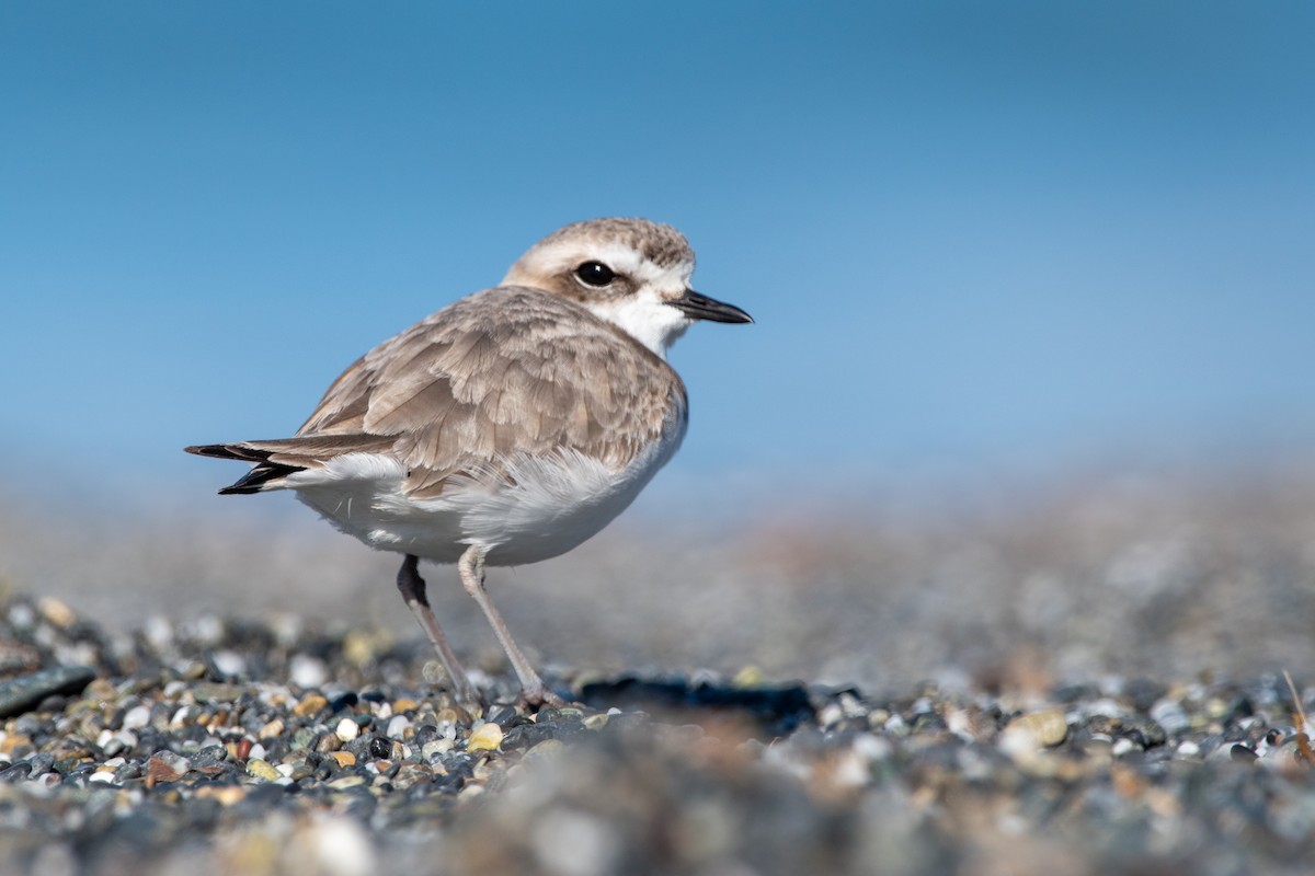 Snowy Plover - ML638193292